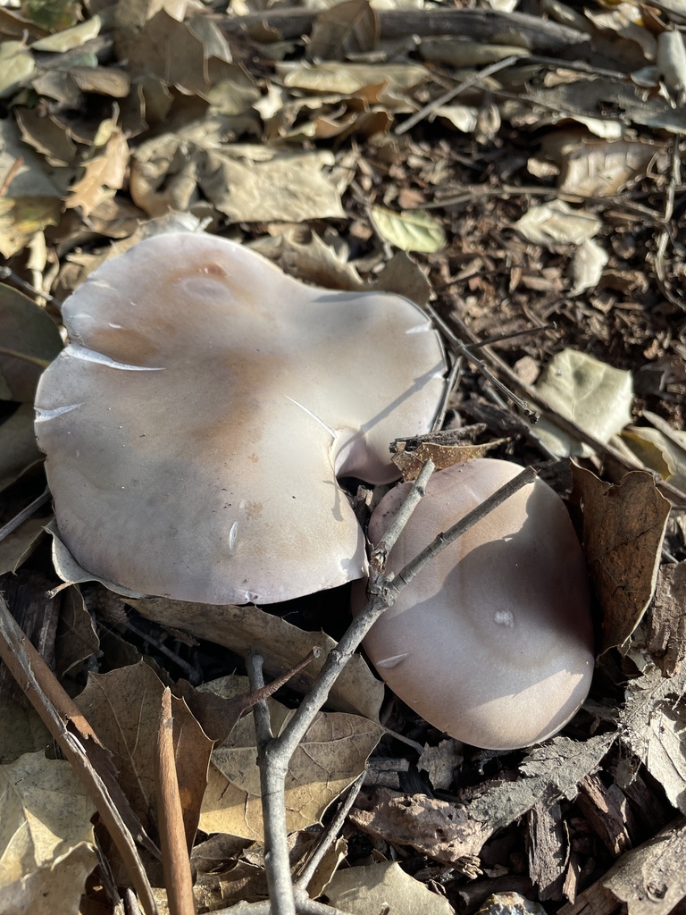Collybia nuda · January 2026 · photo: © danieldas (iNaturalist, cc0)