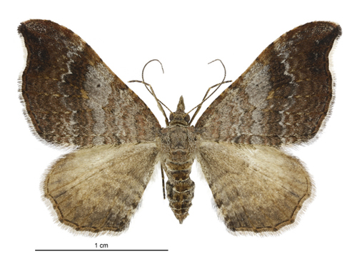 Small hooked-tip looper moth photo 3