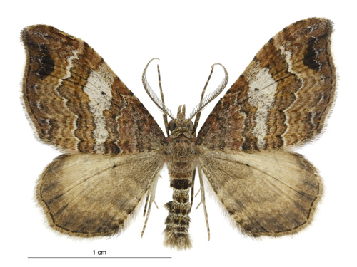 Small hooked-tip looper moth photo 4