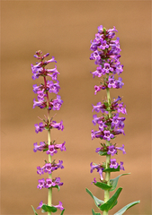 Penstemon acuminatus