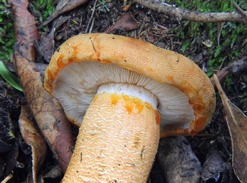 Tricholoma aurantium (Schaeff.) Ricken