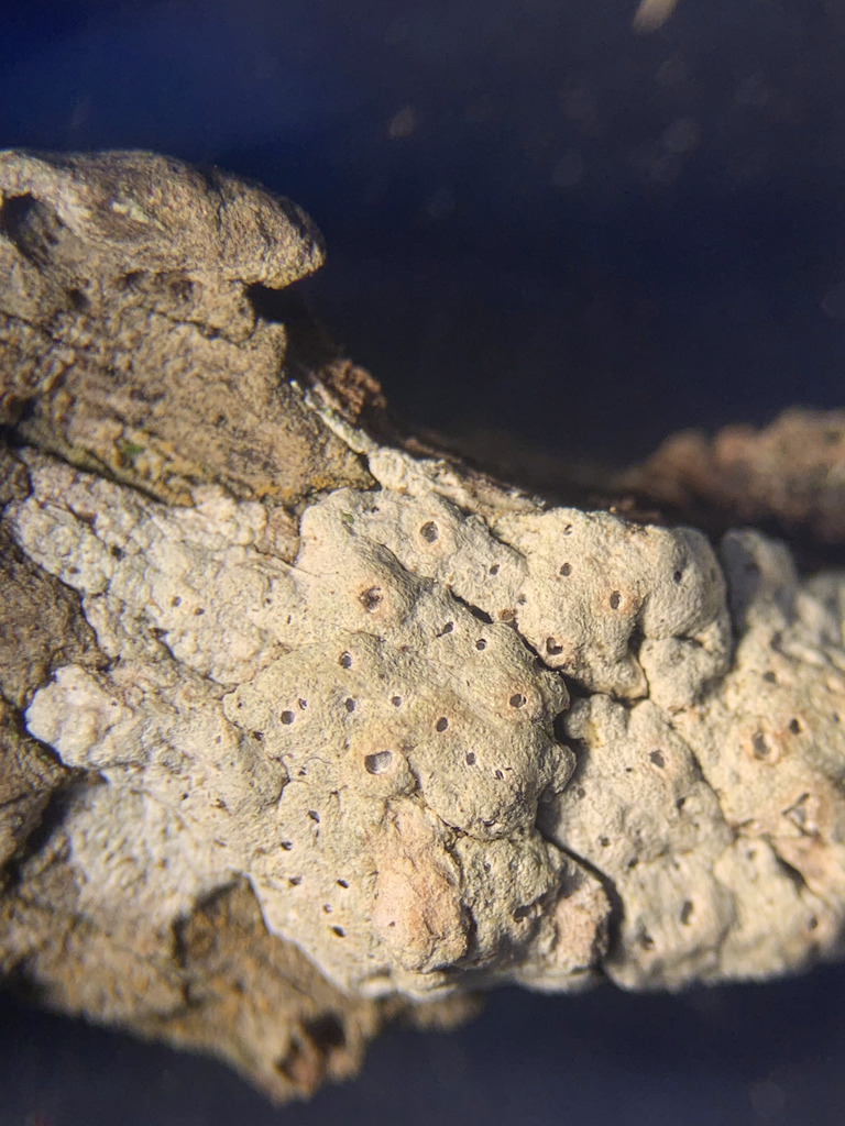 Thelotrema monosporum