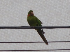 Psittacara leucophthalmus