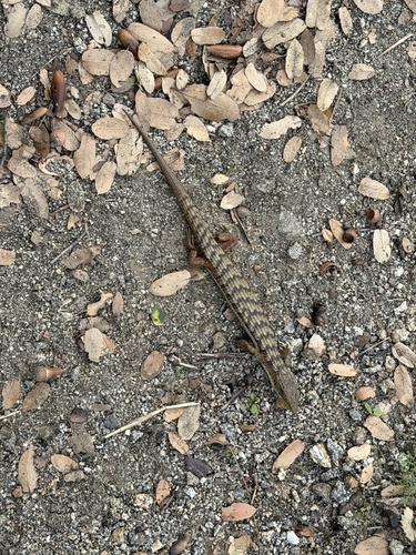 iNaturalist observation photo of Southern Alligator Lizard