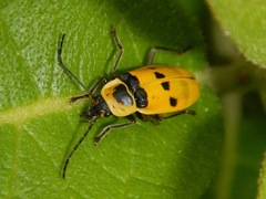 Chauliognathus flavipes