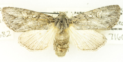 Andropolia diversilineata