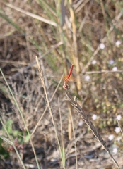 Sympetrum fonscolombii