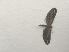 Eupithecia implorata