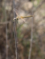 Sympetrum fonscolombii