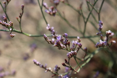 Limonium vulgare