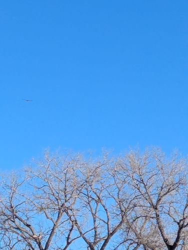 iNaturalist observation 2026-02-02