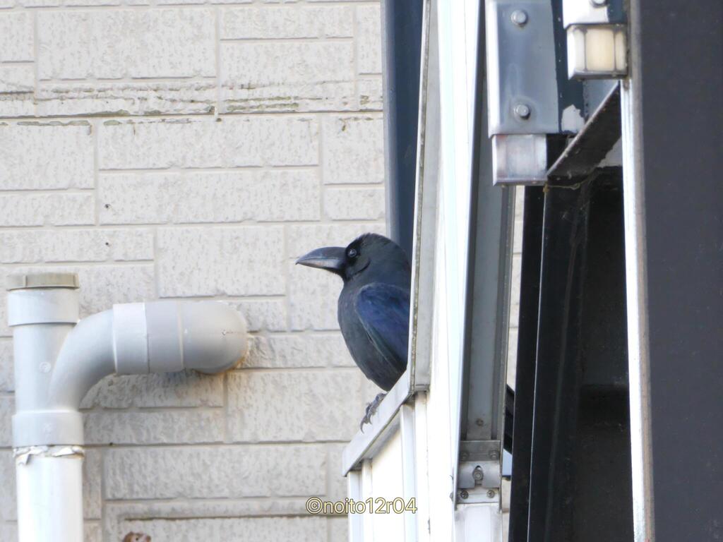 January Crow Japanese Crow from 日本、神奈川県相模原市南区 on January 11, 2026 at 01:48 PM by Ito ...