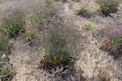 Limonium vulgare