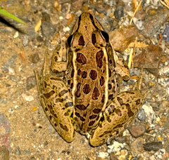Lithobates magnaocularis