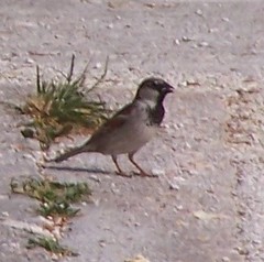 Passer domesticus