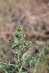 Salsola kali