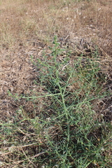 Salsola kali