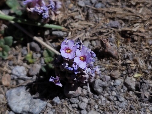 Junellia micrantha, photograph 6