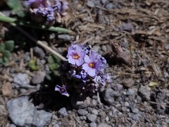 Junellia micrantha, photograph (c) Felipe Horton, some rights reserved (CC BY)