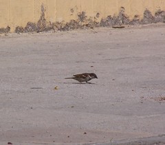 Passer domesticus