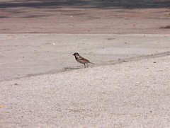 Passer domesticus