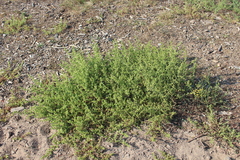 Salsola kali