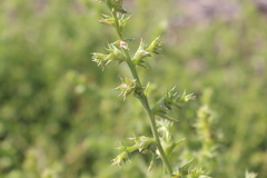 Salsola kali