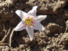 Rhodolirium montanum, photograph Adrien Jailloux, CC BY, iNaturalist via GBIF