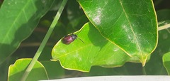 Freudeita cupripennis