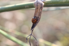 Harmonia axyridis