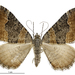 Dark-banded Carpet Moth - Photo (c) Landcare Research New Zealand Ltd., some rights reserved (CC BY)