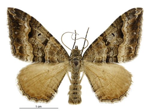 Dark-banded Carpet Moth photo 3