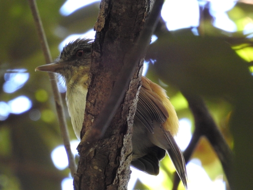 Bright-rumped Attila (Attila spadiceus), photo 5