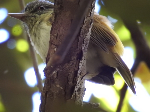 Bright-rumped Attila (Attila spadiceus), photo 6