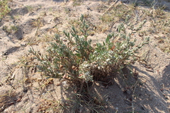 Polygonum maritimum