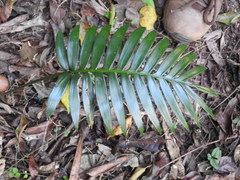 Dioon spinulosum