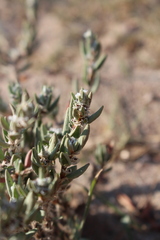 Polygonum maritimum