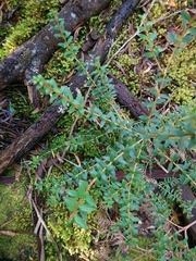Trochocarpa disticha