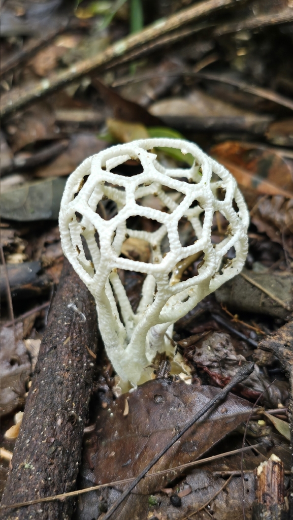 Clathrus chrysomycelinus · February 2026 · photo: © andriikh (iNaturalist, cc-by)