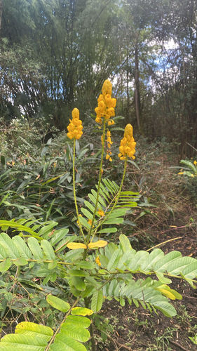 Senna alata observed 2026-01-31