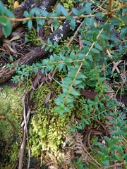 Trochocarpa disticha
