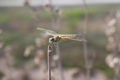 Sympetrum fonscolombii