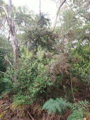 Leptecophylla oxycedrus