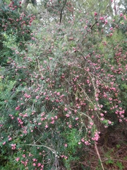 Leptecophylla oxycedrus