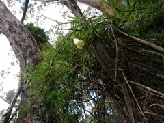 Billardiera macrantha