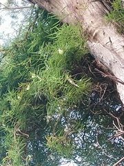 Billardiera macrantha