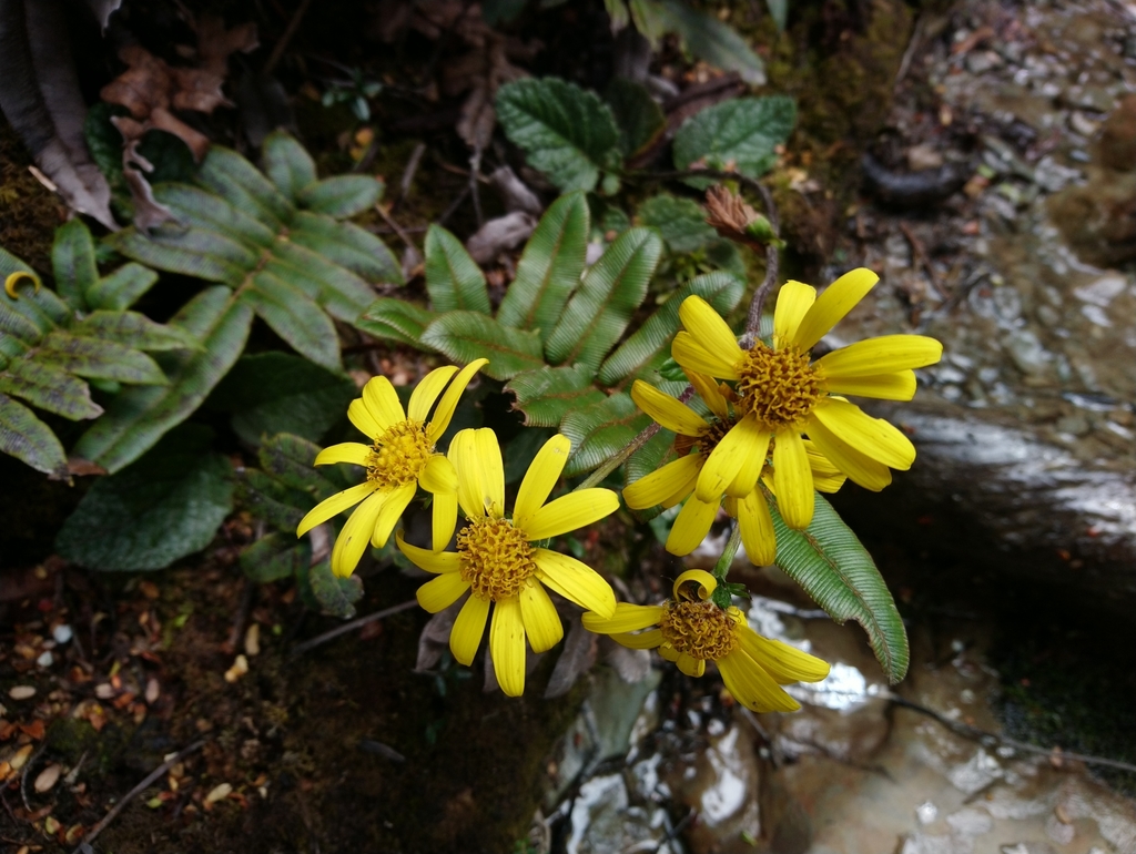Scapisenecio primulifolius
