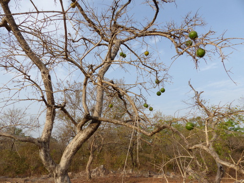 Spiny monkey orange