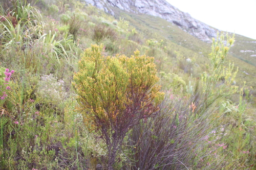 Image of Thesium quinqueflorum by (c) Tony Rebelo, some rights reserved (CC BY-SA)