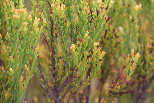 Image of Thesium quinqueflorum by (c) Tony Rebelo, some rights reserved (CC BY-SA)